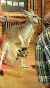 kangaroo 1