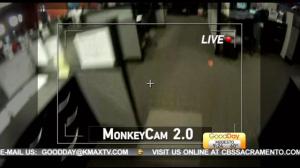 monkey cam 2