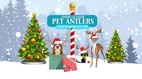 Good Day Pet Antlers 1