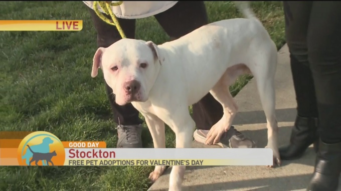 Stockton Pet 1