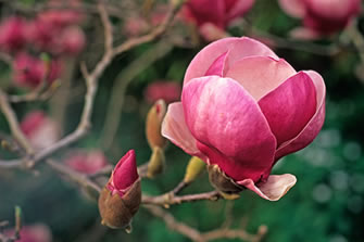highlights-magnolia