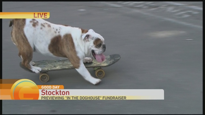 Skateboard dog 1