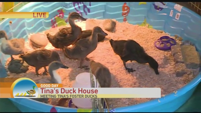 Tina Ducks 3