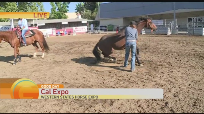 Horse Expo 2