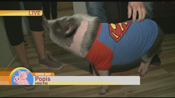 popis-the-pig-1