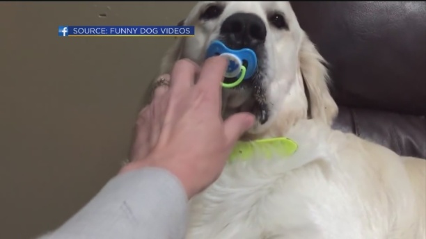 dog-pacifier-1