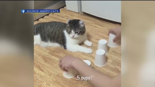 kitty-cups-1