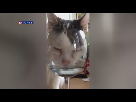 kitty-in-a-glass-1