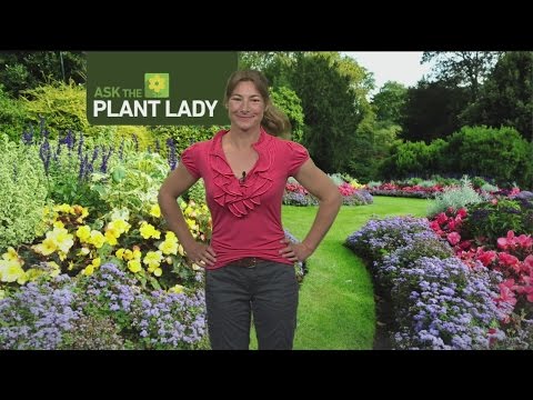March 26 Plant Lady 1