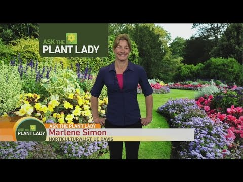 April 9 Plant Lady 1
