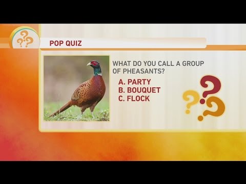 Bird Pop Quiz 1