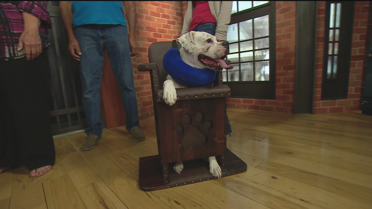 Doggie High Chair 1