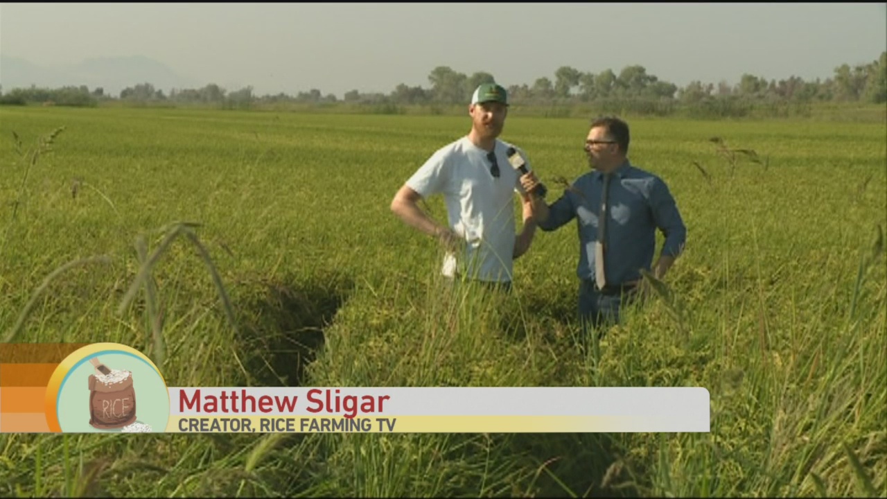 Rice Farming TV Monday 1