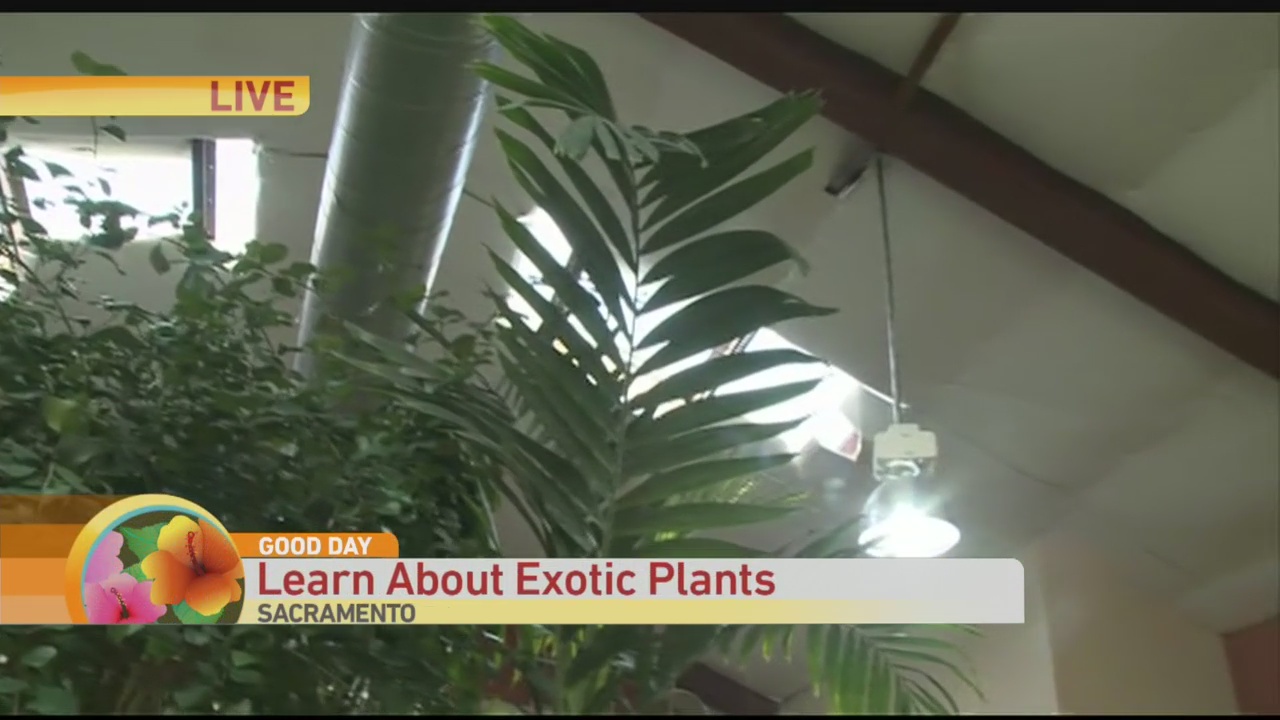 Exotic Plants 1