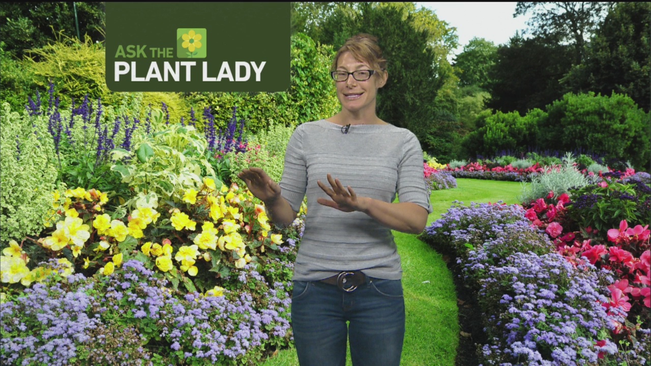 Sept 17 Plant Lady 2