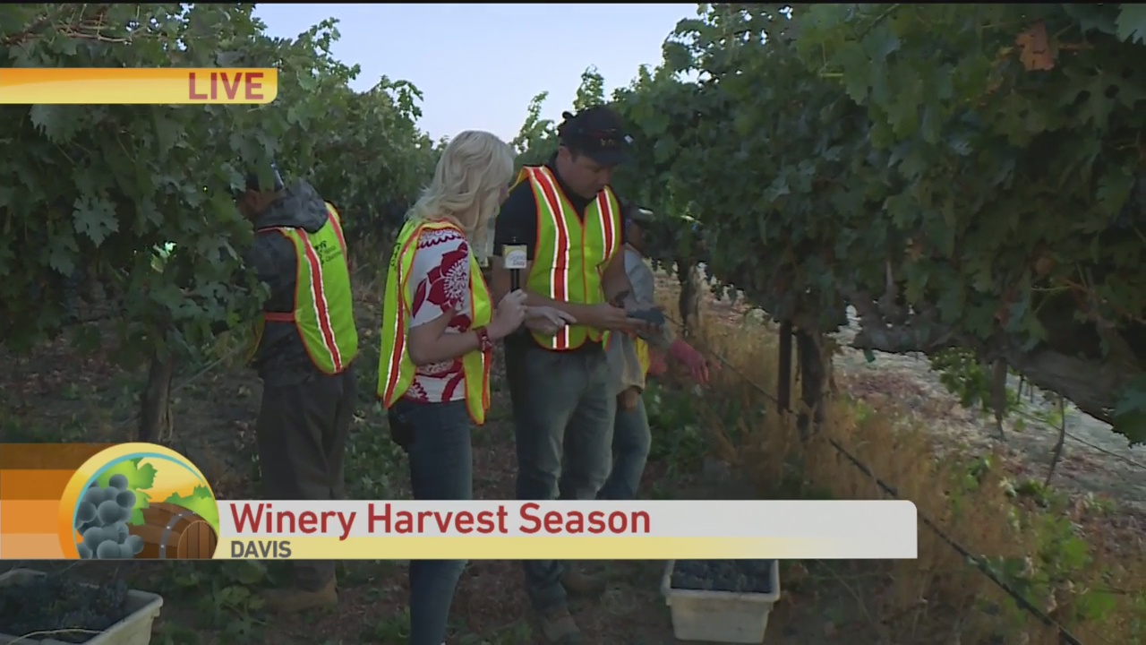 Wine Harvest 1