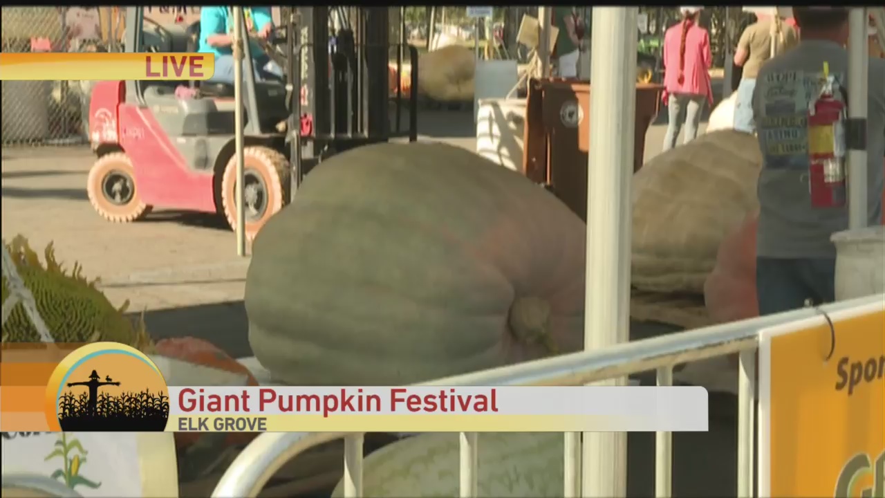 Giant Pumpkin 1