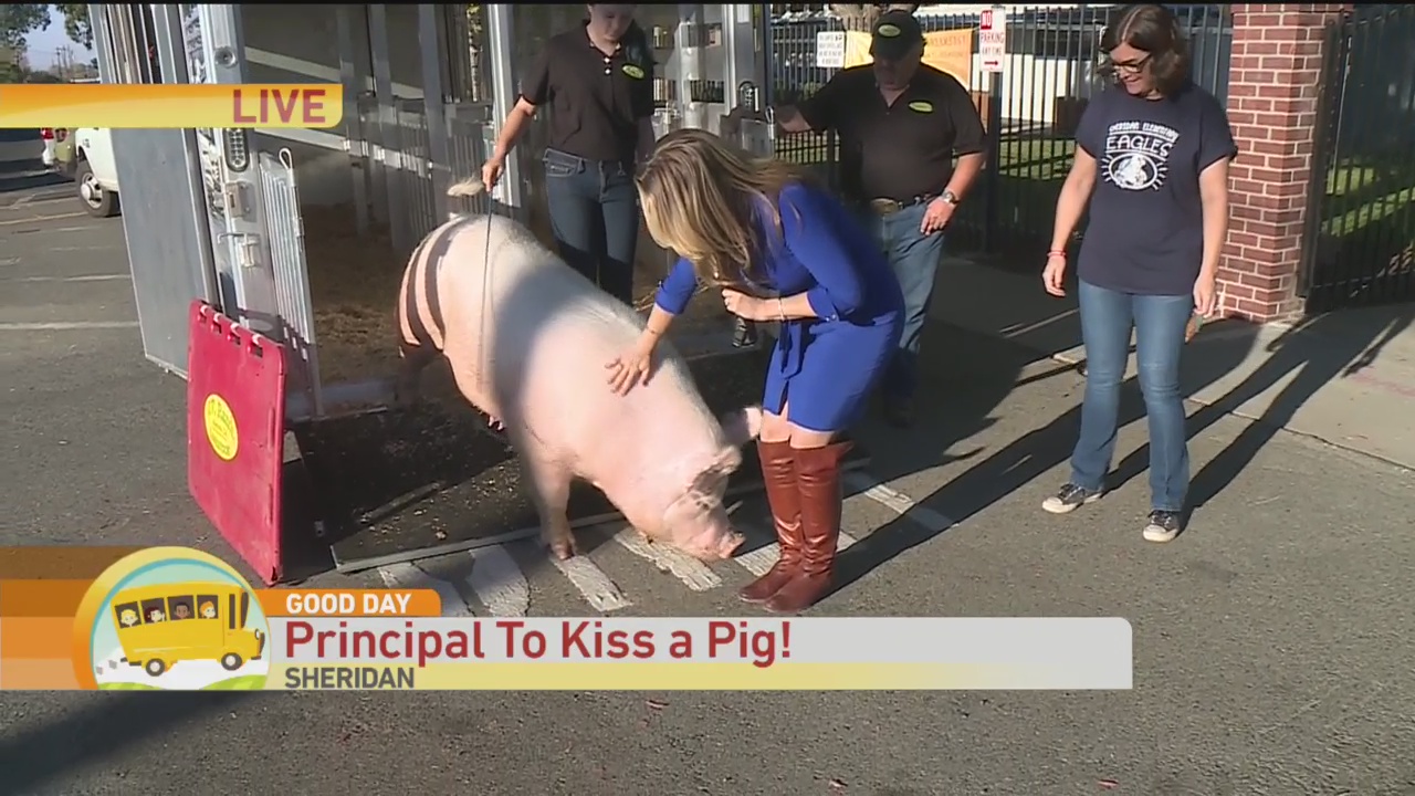 Pig Kissing 1