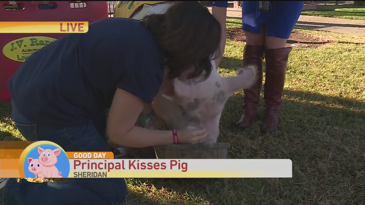 Pig Kissing 2