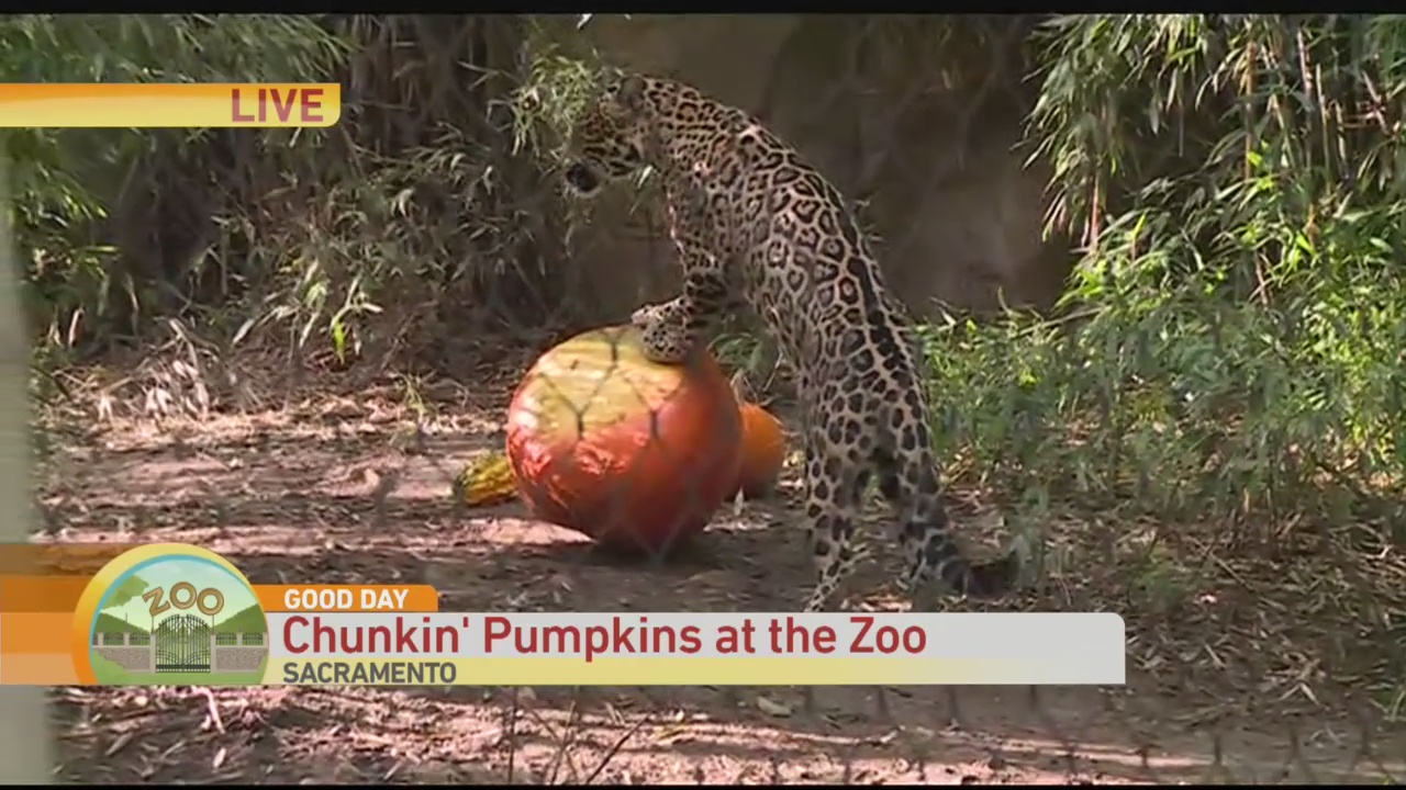 Pumpkin Zoo