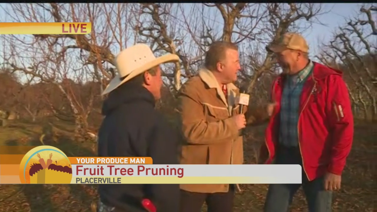 Pruning Fruit Trees 1