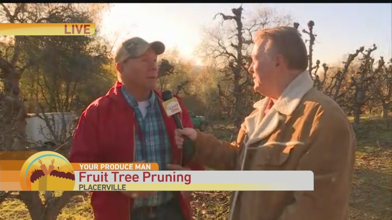 Pruning Fruit Trees 2
