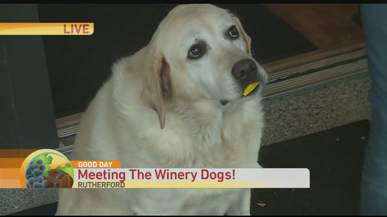Winery Dog Hoing 1