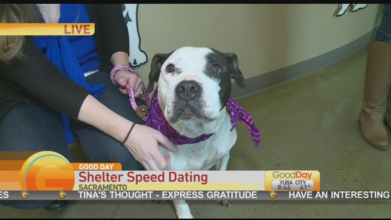 Dog Speed Dating 1