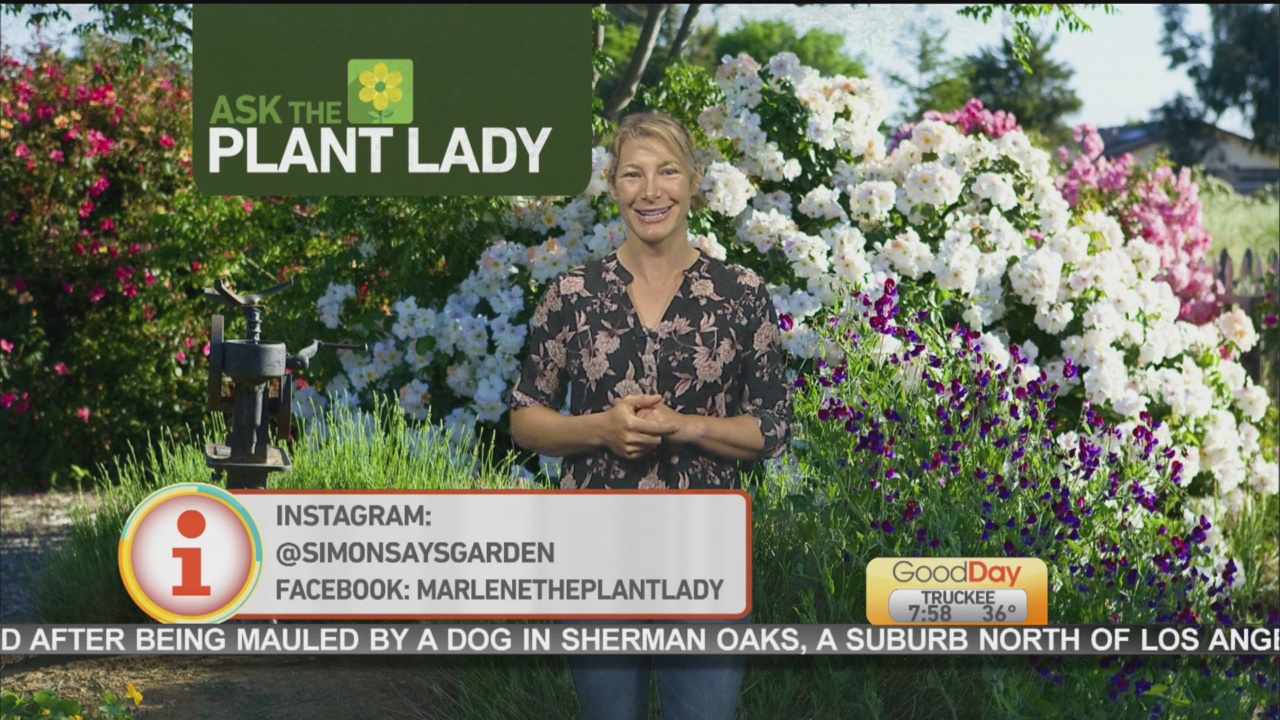 May 6 Plant Lady 1