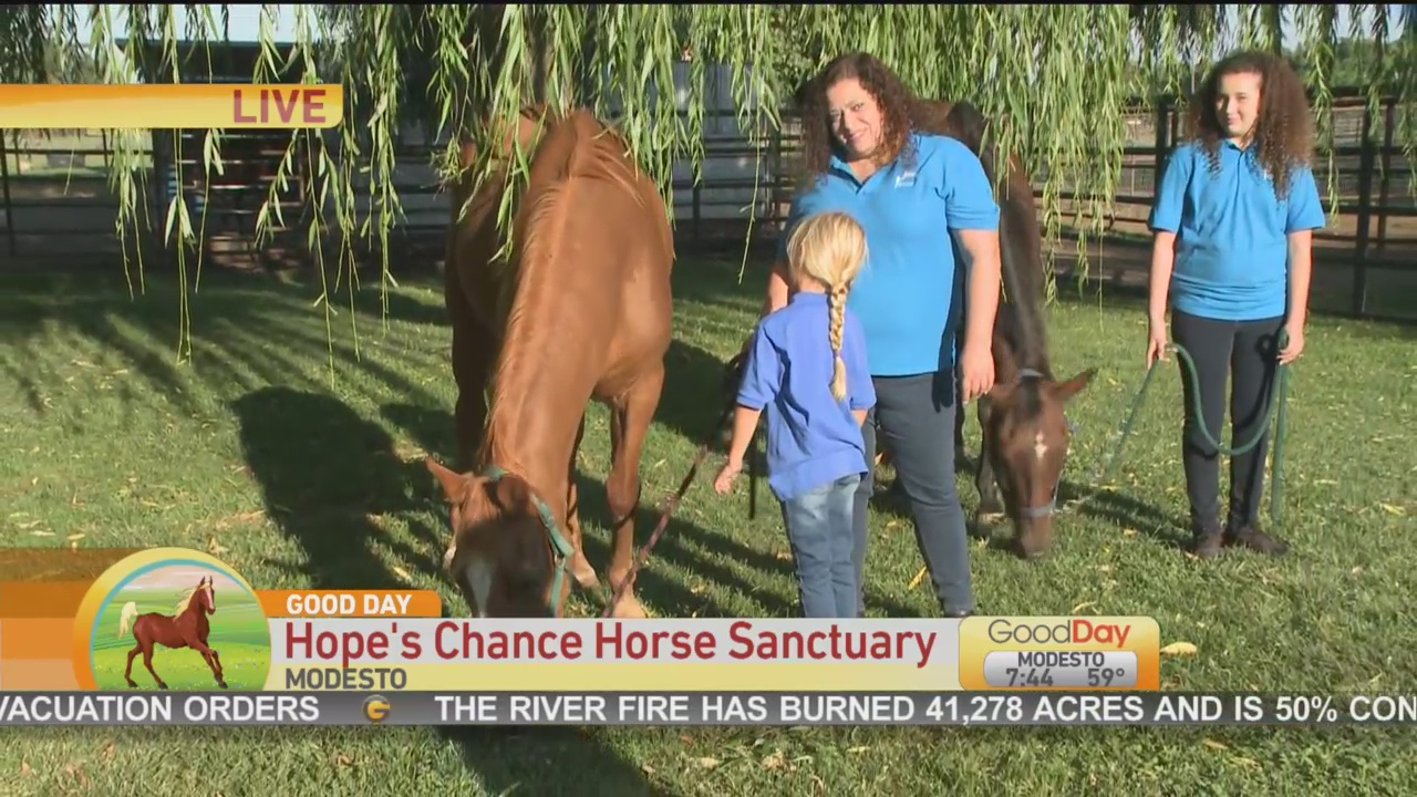 Hope Horse 1