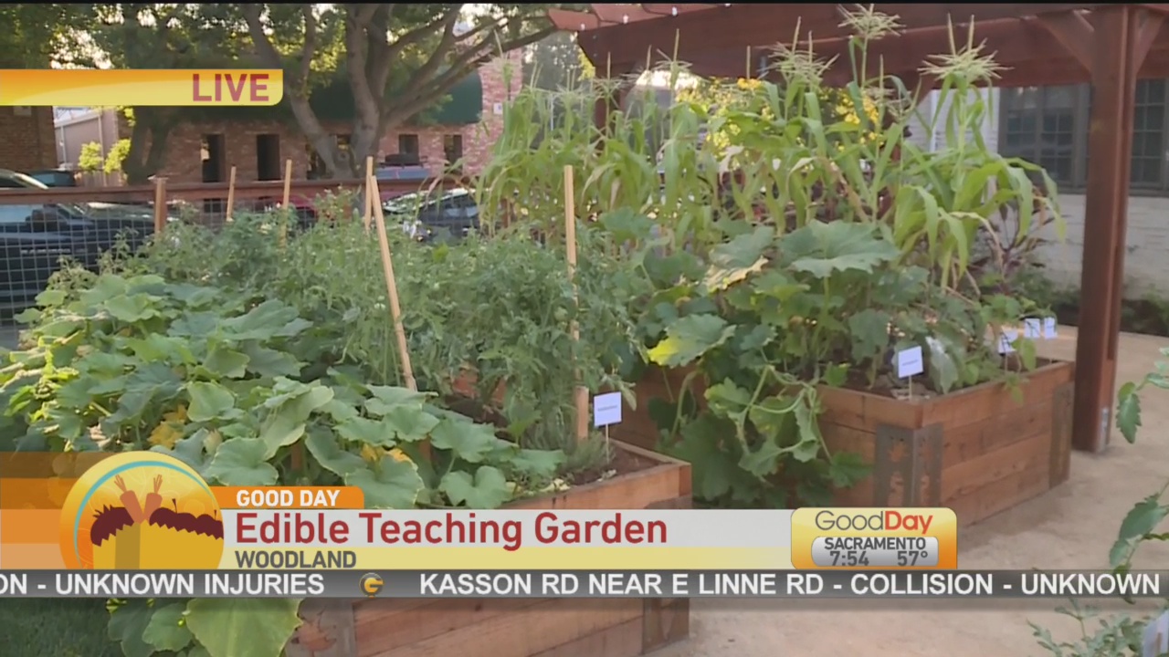 Teaching Garden 1